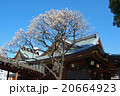湯島天神　梅の花　青空 20664923