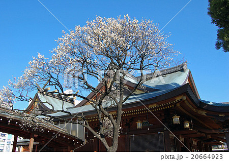 湯島天神　梅の花　青空 20664923