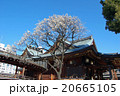 湯島天神　梅の花　青空 2 20665105