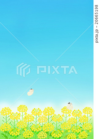 菜の花畑とちょうちょ 菜の花畑とちょうちょ 20665198