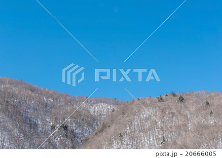 Snow covered rime trees on forest mountain Snow covered rime trees on forest mountain 20666005