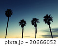 Palm Trees in Twilight 20666052