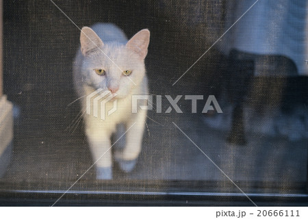 White Cat Portrait White Cat Portrait 20666111