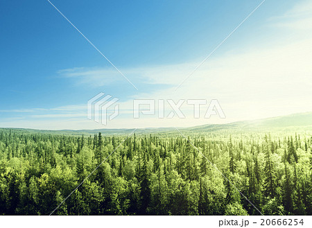 forest in sunset time 20666254