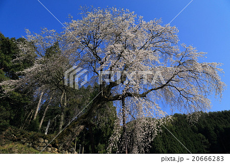赤和観音のしだれ桜 20666283