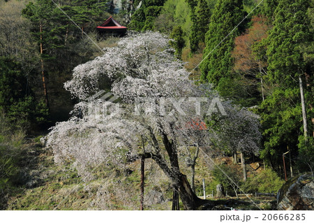 赤和観音のしだれ桜 赤和観音のしだれ桜 20666285