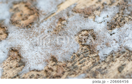 Thick mold texture on wood 20666456