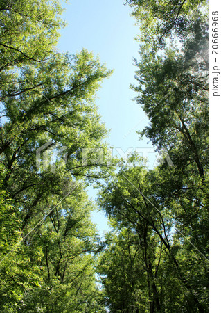 crowns of the trees crowns of the trees 20666968