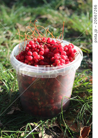 red ripe schisandra in the bucket 20667266