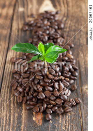 Coffee plant seedling in coffee beans 20667461