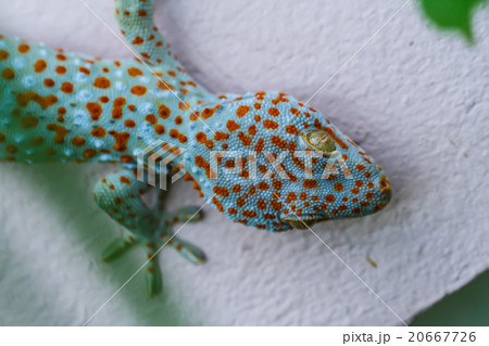 Gecko 20667726