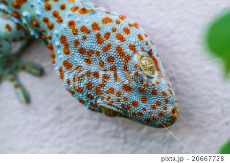 Gecko 20667728