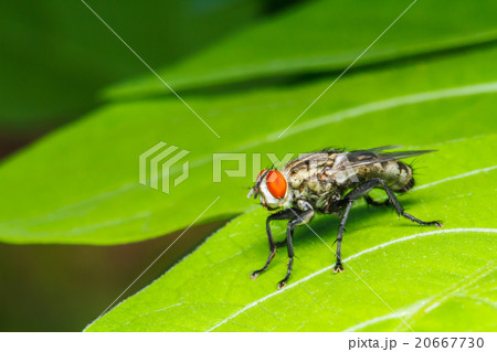 Fly on green leaf 20667730