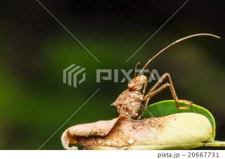 Insect on the green grass 20667731