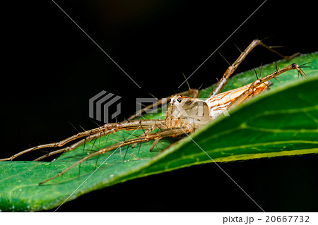 Jumping spider on green leaf 20667732