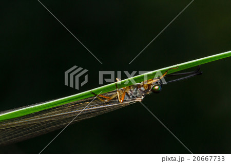 dragonfly on leaf 20667733