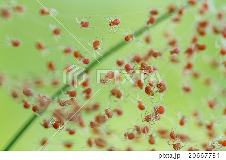Groups of babies spider 20667734