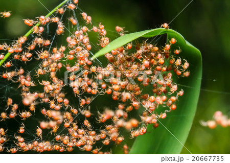 Groups of babies spider 20667735