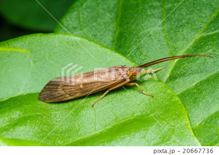 Insect on the green grass 20667736