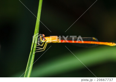 dragonfly branches stay in grass 20667737