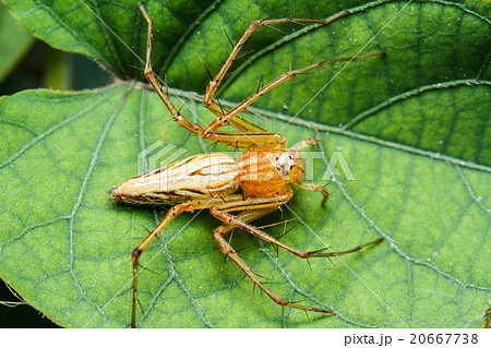 Jumping spider on green leaf 20667738
