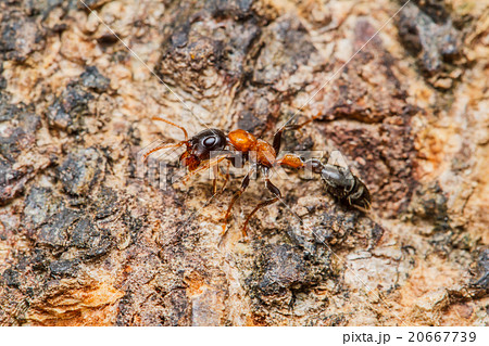 Black worker ants 20667739
