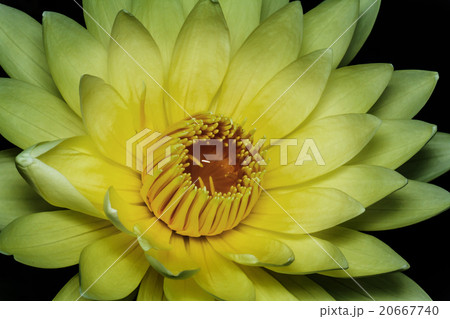 Yellow lotus 20667740