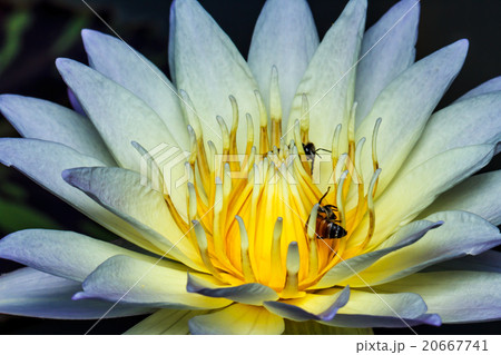 Bee on lotus 20667741