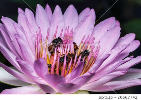 Bee on beautiful lotus 20667742