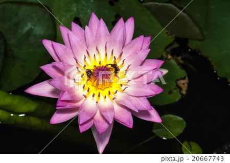 Bee on beautiful lotus 20667743
