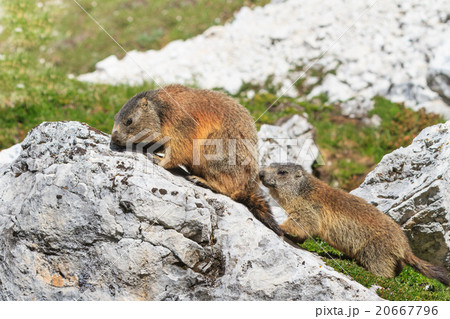 Alpine marmot (Marmota marmota) on rock Alpine marmot (Marmota marmota) on rock 20667796