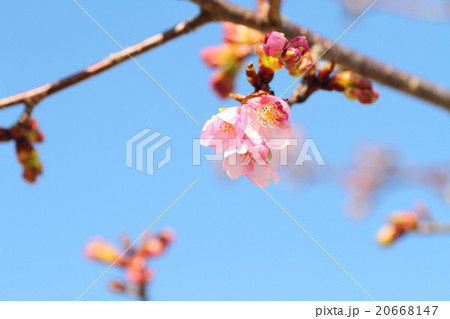 河津桜の花 20668147