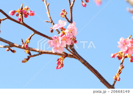 河津桜の花 20668149