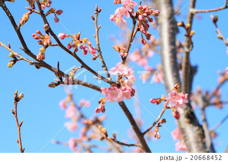 河津桜の花 20668452