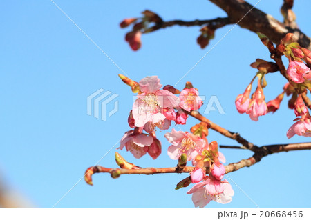 河津桜の花 20668456