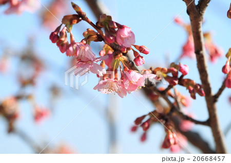 河津桜の花 20668457