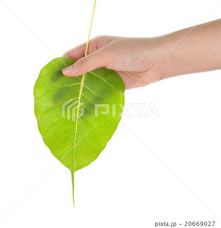 hand holding sacred fig leaf BoTree, Peepul ) on w hand holding sacred fig leaf BoTree, Peepul ) on w 20669027