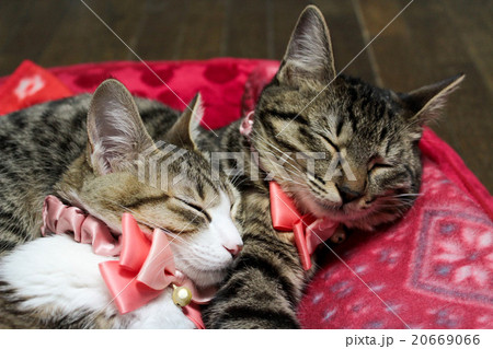 仲良く寝る姉妹猫 20669066