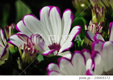 サイネリア 20669372