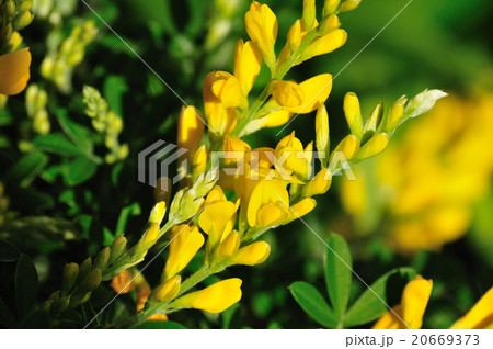 金雀枝(えにしだ) 金雀枝(えにしだ) 20669373