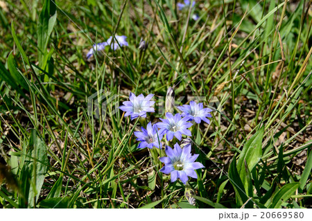 ハルリンドウ 20669580