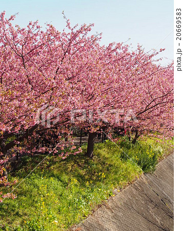 河津桜まつり 20669583