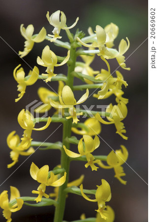 小笠原固有種のアサヒエビネ 小笠原固有種のアサヒエビネ 20669602