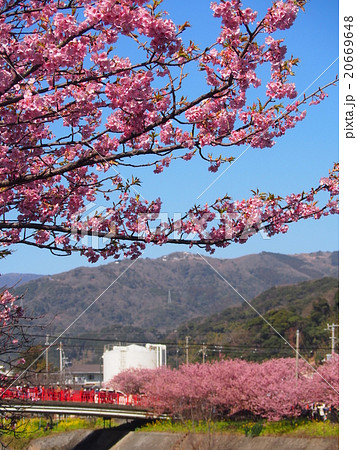 河津桜まつり 河津桜まつり 20669648