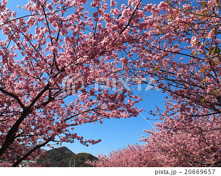 河津桜まつり 20669657