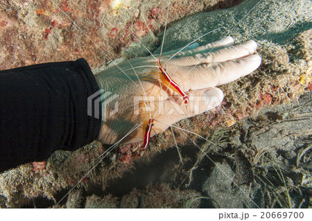 手を掃除するアカシマシラヒゲエビ 手を掃除するアカシマシラヒゲエビ 20669700