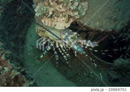 小笠原のニシキエビ 小笠原のニシキエビ 20669701