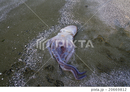 ストランディングしたムラサキダコ 20669812
