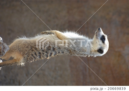動物園のミーアキャット 20669839
