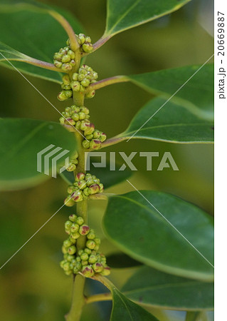 自然　植物　モチノキ、葉腋にびっしりとついた花芽。花は四月頃咲きます 20669887